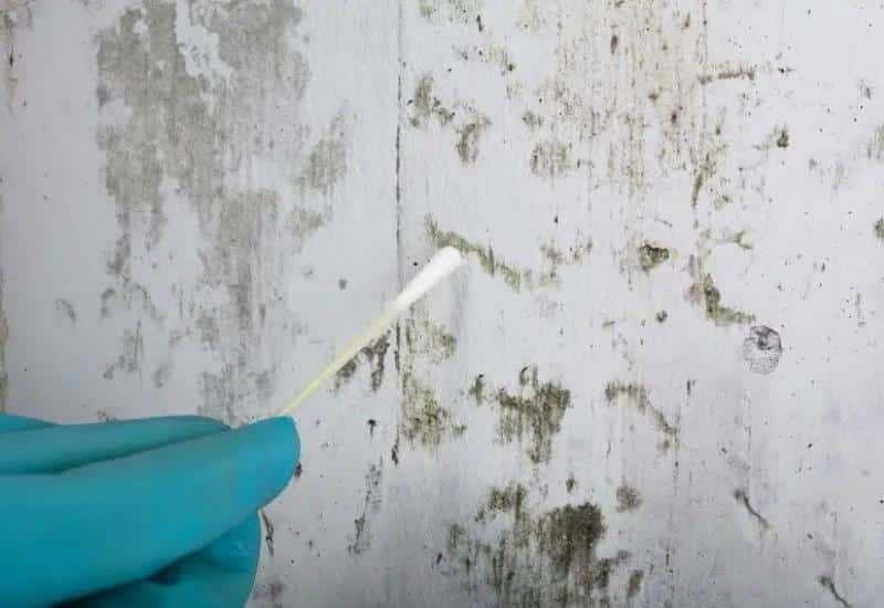 Wall Needs Mold Testing