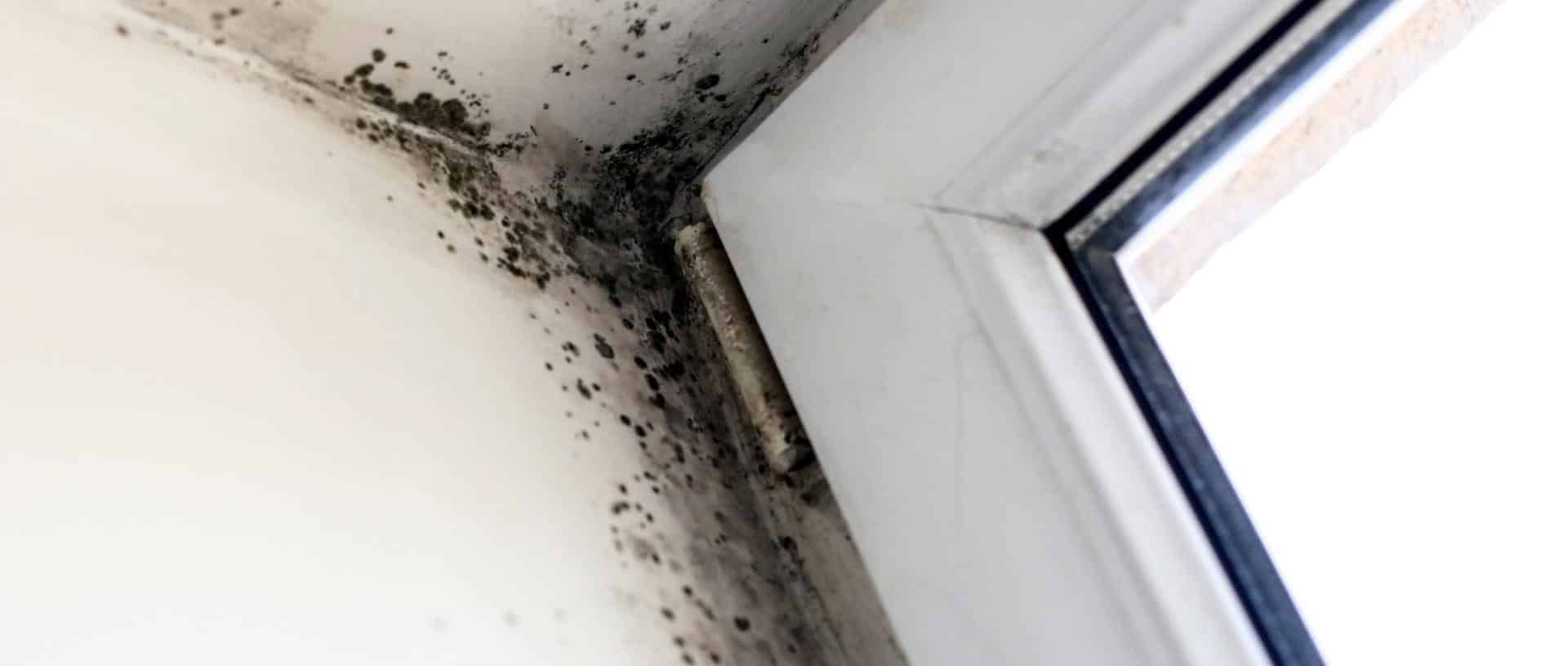 Mold Inspection in stucco homes Stucco Safe Stucco Inspection