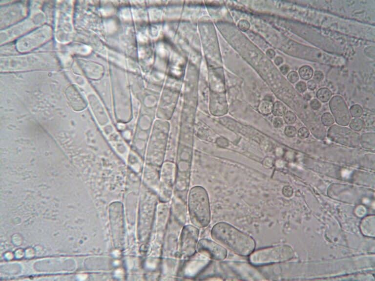 mold air testing