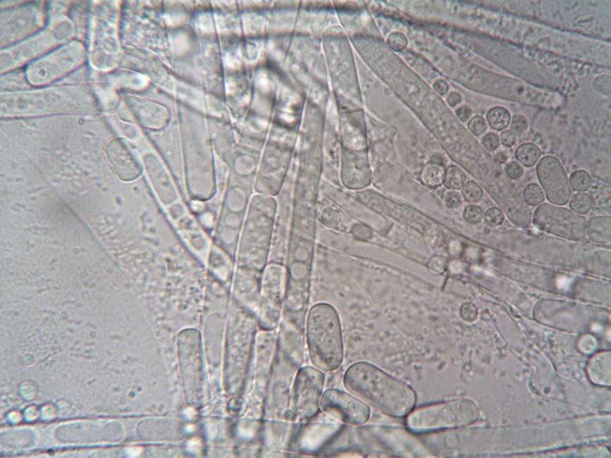 mold air testing